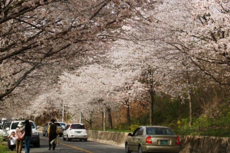 蟾津江辺桜祭り (2/4)