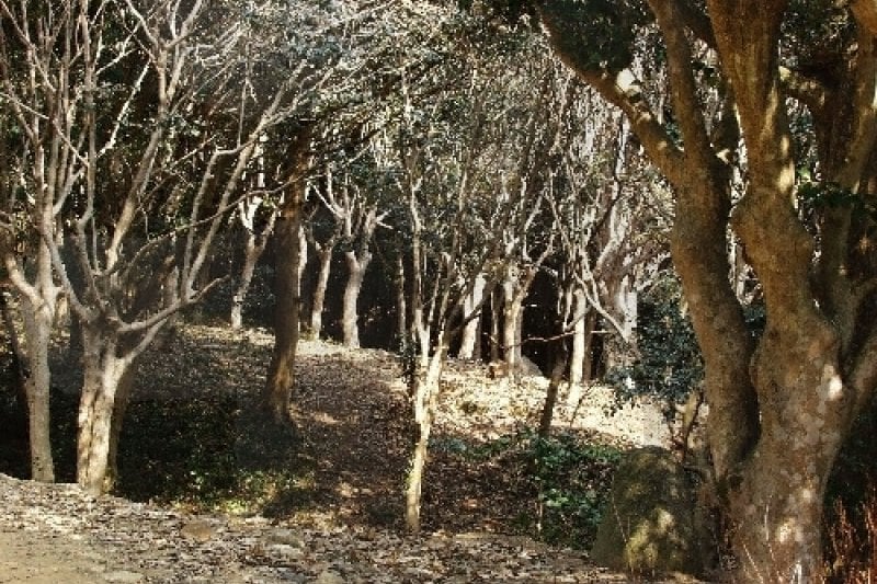 白蓮寺（康津）（백련사(강진)） (3/20)