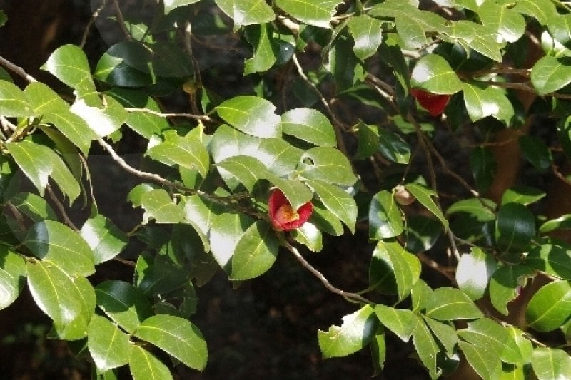 白蓮寺（康津）（백련사(강진)） (4/20)