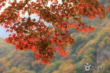 長城白羊紅葉祭り