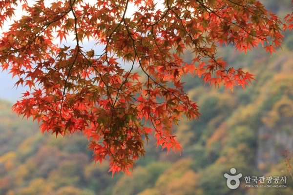 長城白羊紅葉祭り