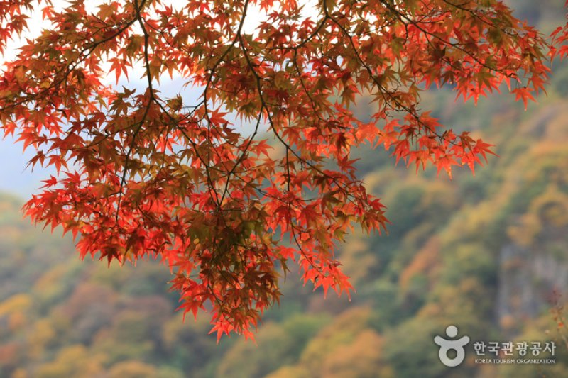 長城白羊紅葉祭り (1/12)