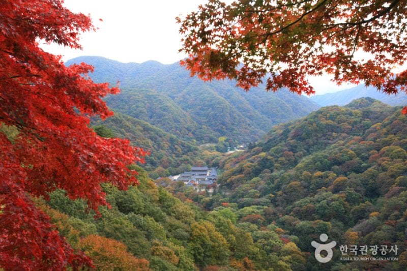 長城白羊紅葉祭り (3/12)
