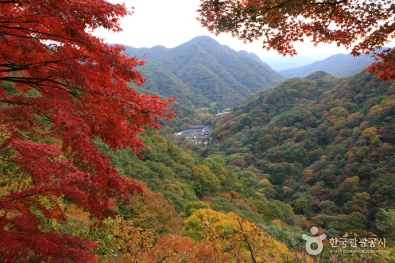 長城白羊紅葉祭り (6/12)