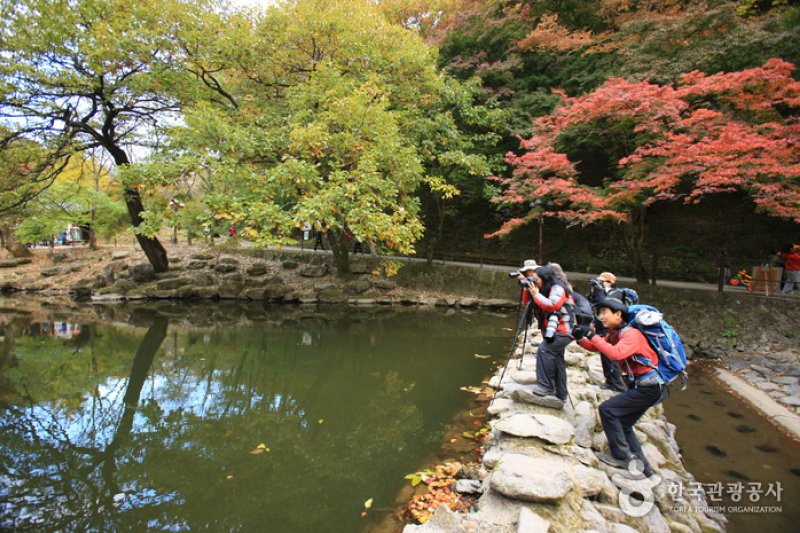 長城白羊紅葉祭り (8/12)