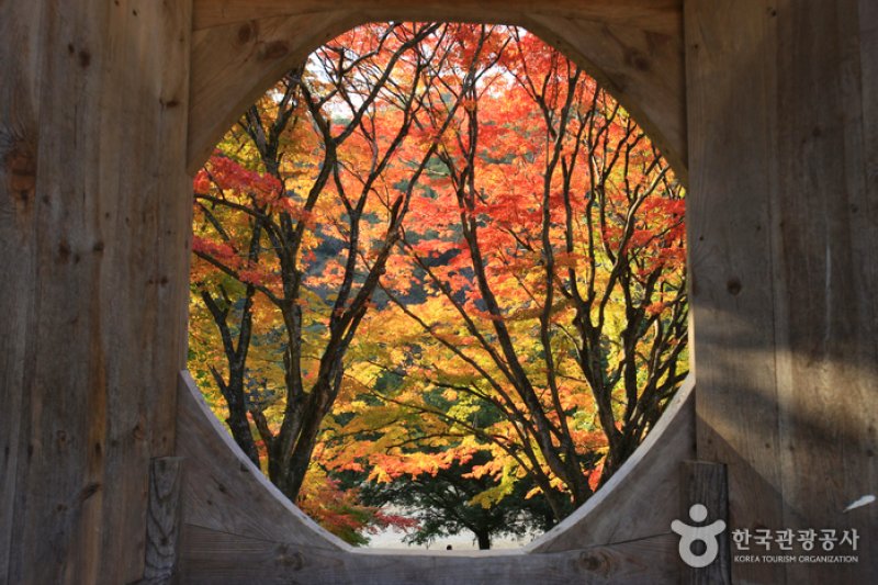 長城白羊紅葉祭り (11/12)