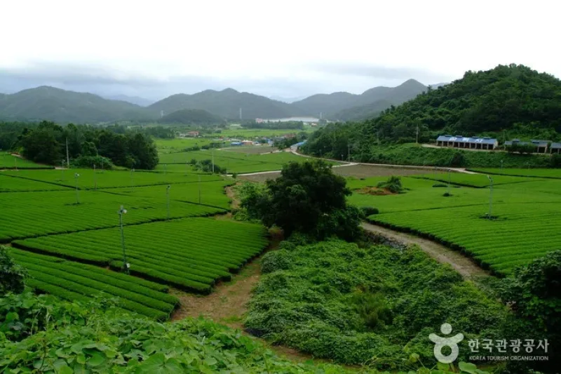 康津茶園 (1/8)