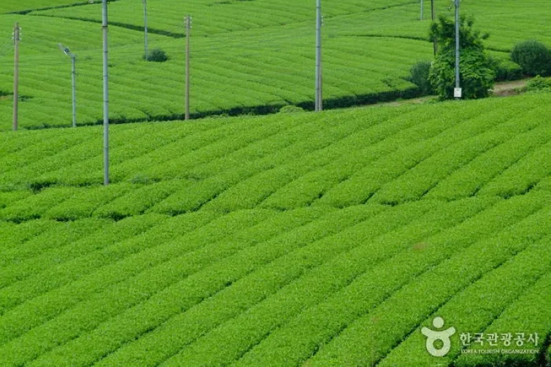 康津茶園 (2/8)