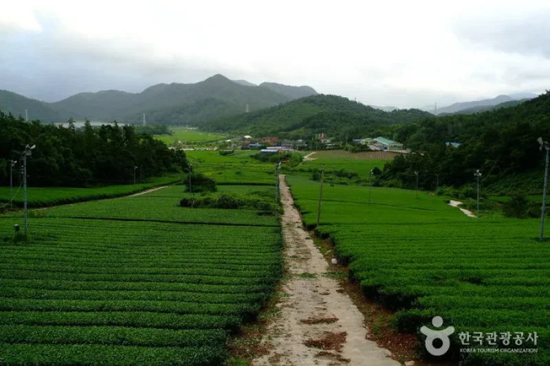 康津茶園 (5/8)