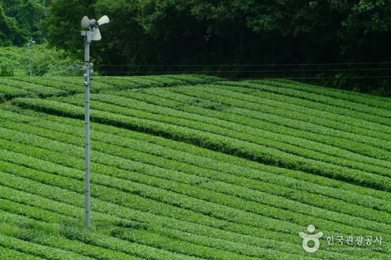 康津茶園 (6/8)