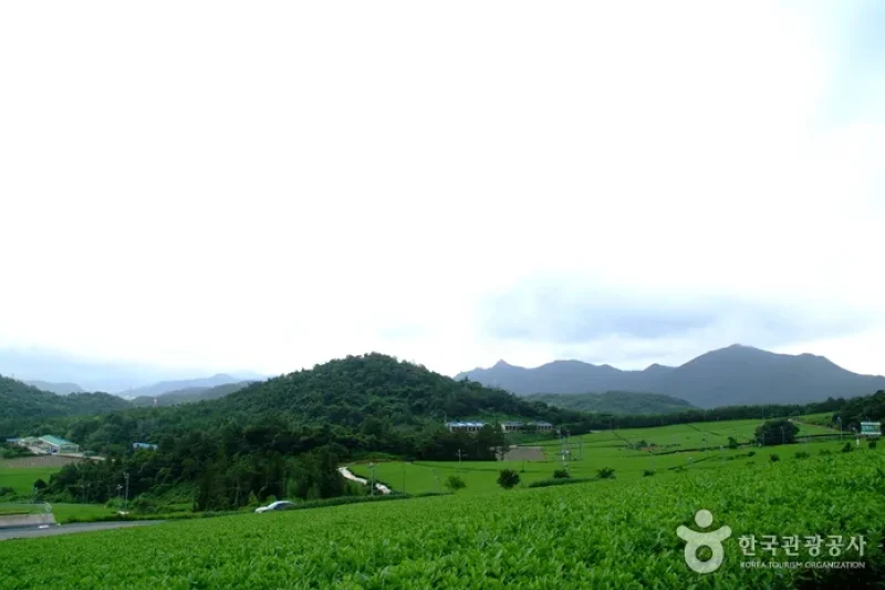 康津茶園 (7/8)