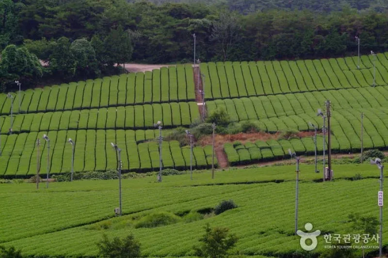 康津茶園 (8/8)