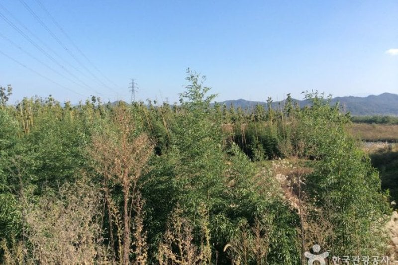 潭陽竹林（潭陽湿地）（담양대나무숲(담양습지)） (1/4)