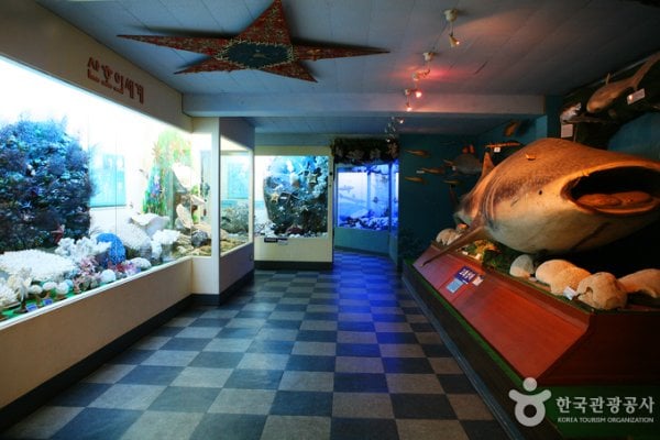 タンクッ海洋自然史博物館