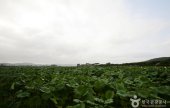 務安 回山白蓮池
