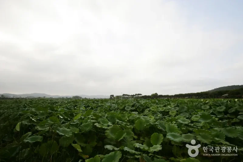務安 回山白蓮池 (1/23)