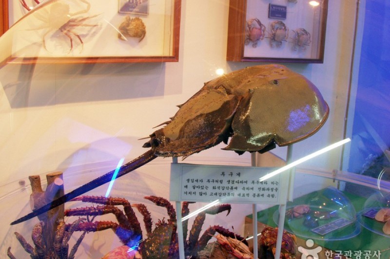 タンクッ海洋自然史博物館 (7/17)