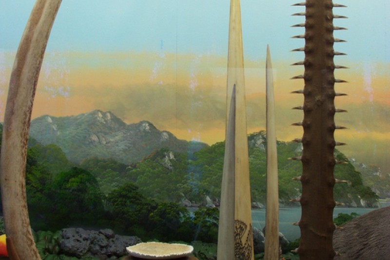 タンクッ海洋自然史博物館 (8/17)