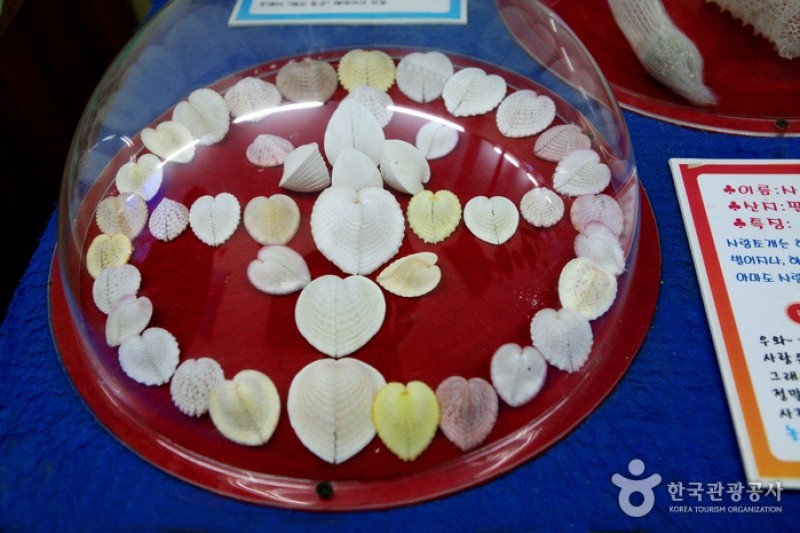 タンクッ海洋自然史博物館 (10/17)