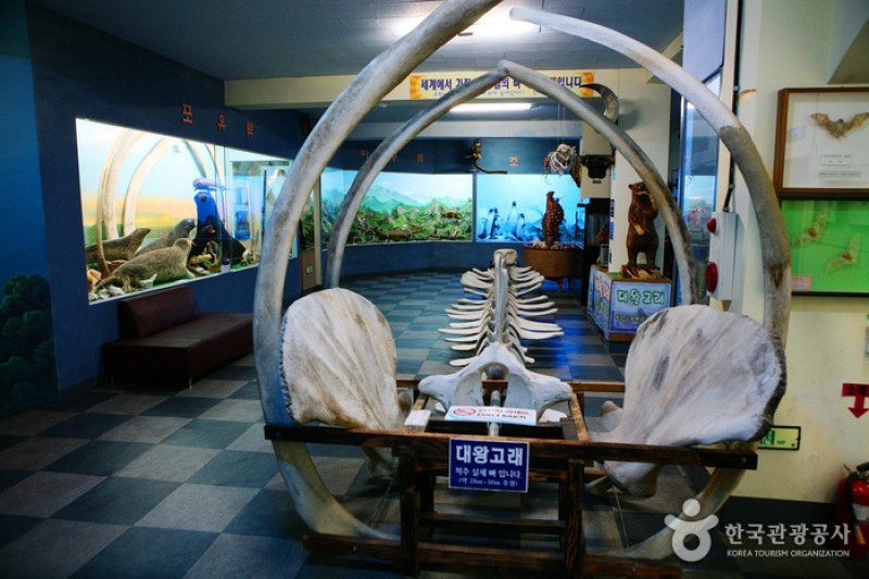 タンクッ海洋自然史博物館 (11/17)