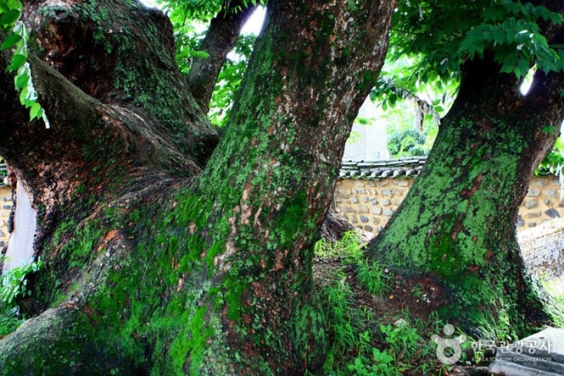 安東河回村［ユネスコ世界文化遺産］ (20/83)