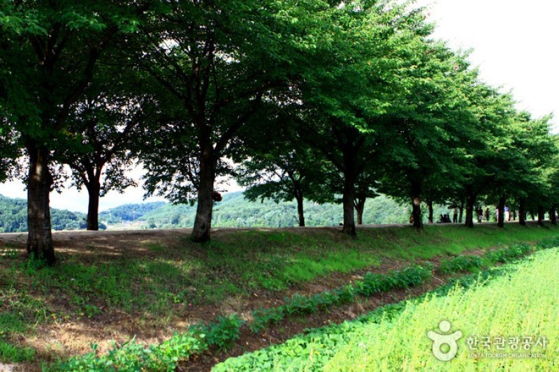 安東河回村［ユネスコ世界文化遺産］ (23/83)