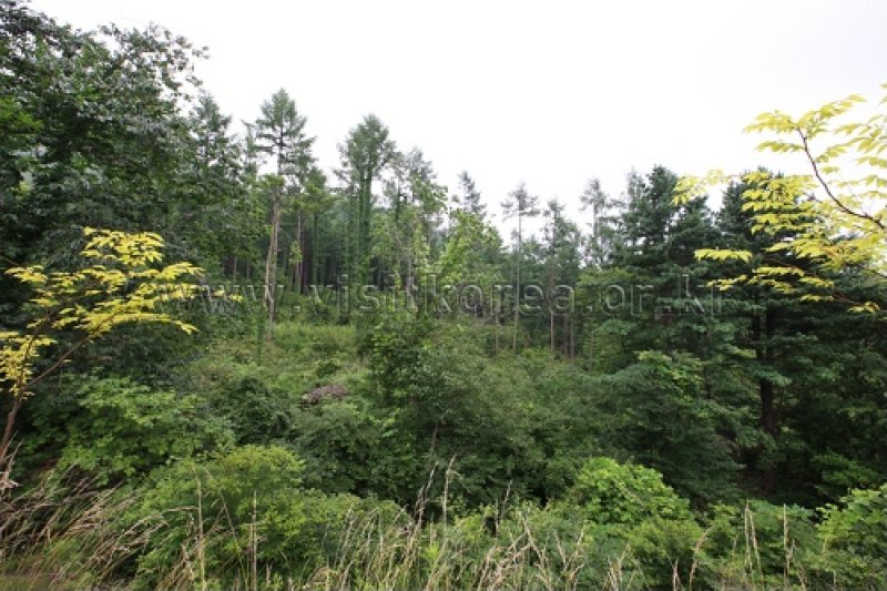 伽倻山国立公園（白雲洞地区）（가야산국립공원 (5/12)