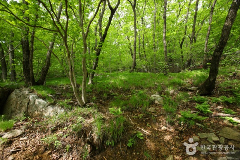 金烏山道立公園 (5/12)