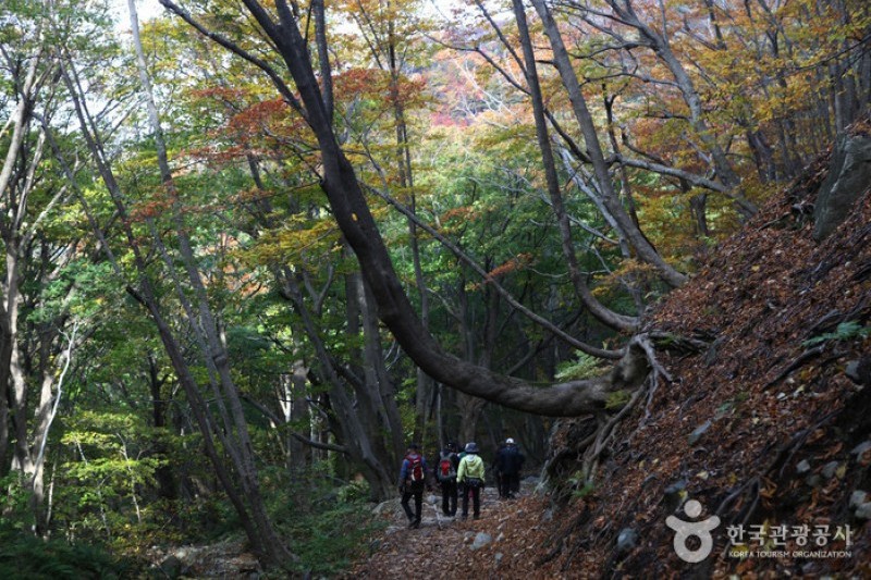 聖人峰（鬱陵） (10/15)