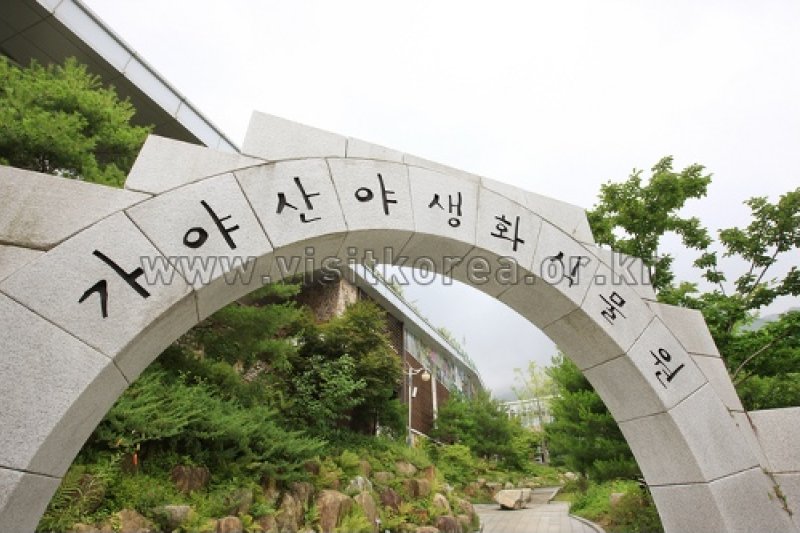 伽倻山野生花植物園 (2/27)