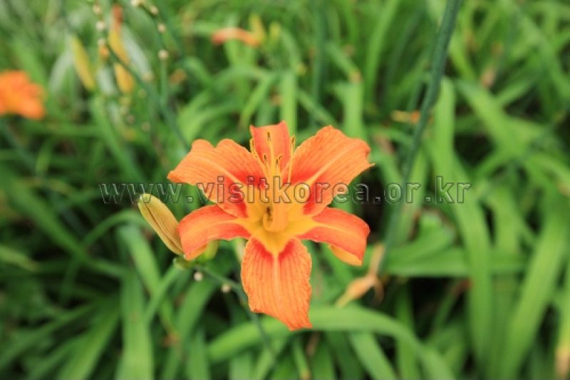 伽倻山野生花植物園 (21/27)