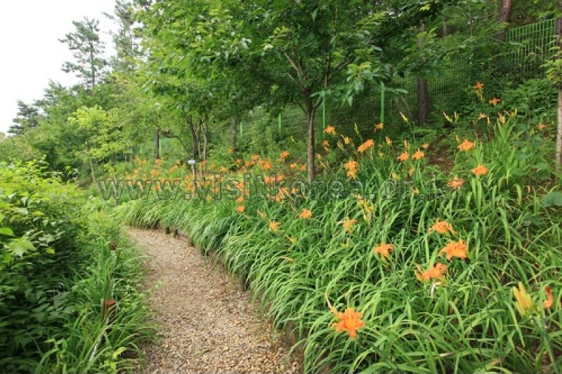 伽倻山野生花植物園 (22/27)