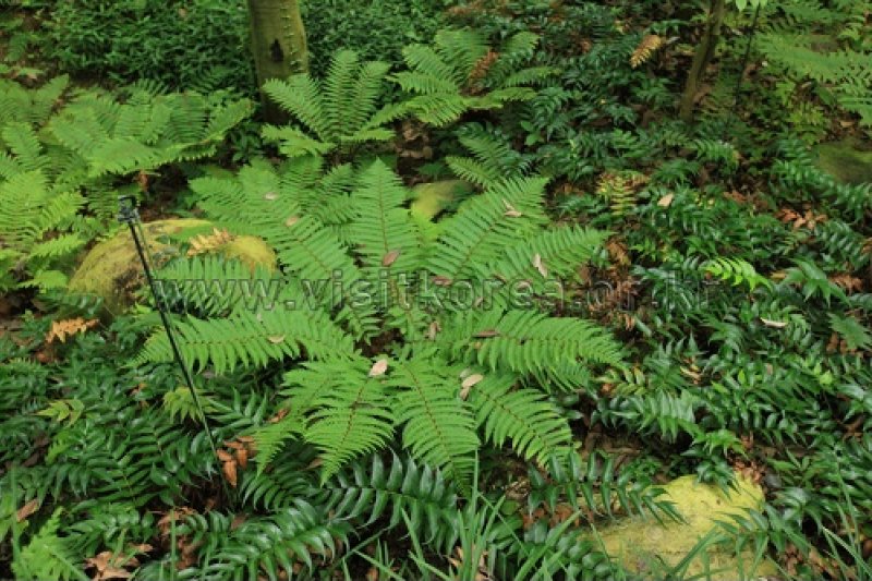 伽倻山野生花植物園 (25/27)
