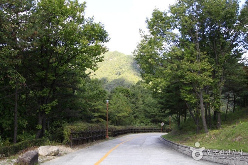 聖主峰自然休養林 (4/5)