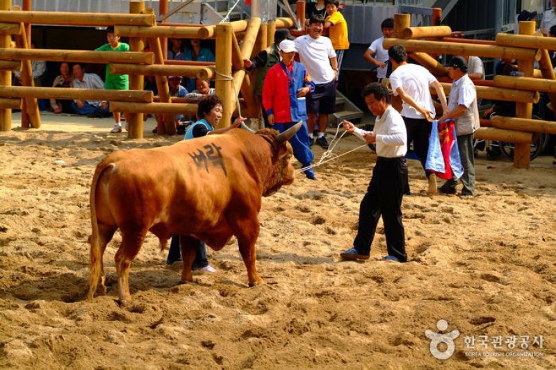 清道闘牛祭り (3/5)