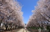 慶和駅桜道