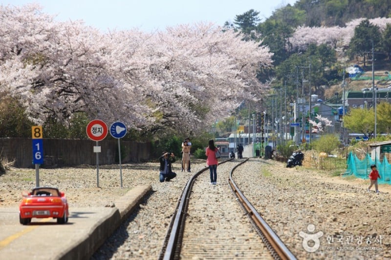 慶和駅桜道 (1/19)