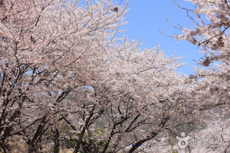 慶和駅桜道 (2/19)
