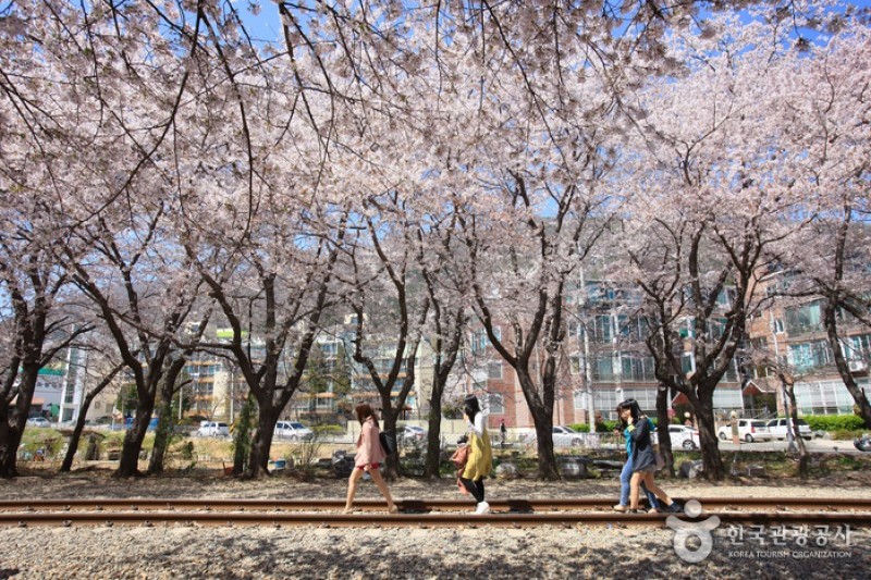 慶和駅桜道 (3/19)