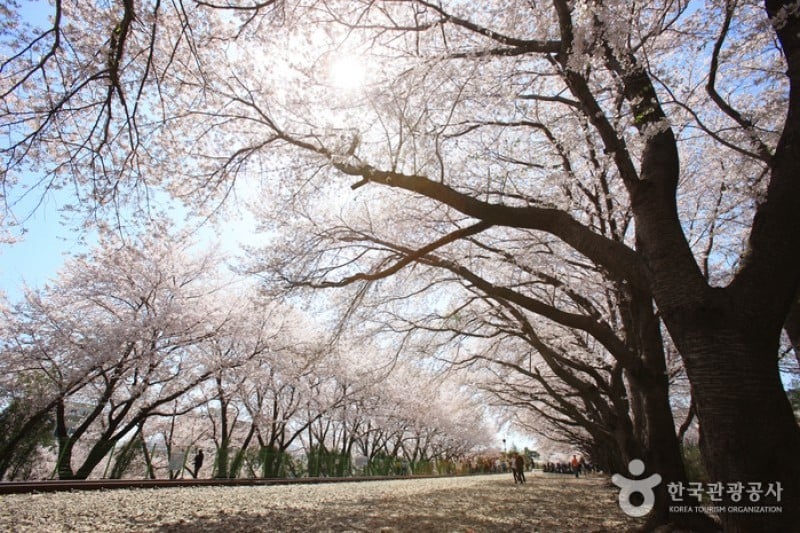 慶和駅桜道 (4/19)