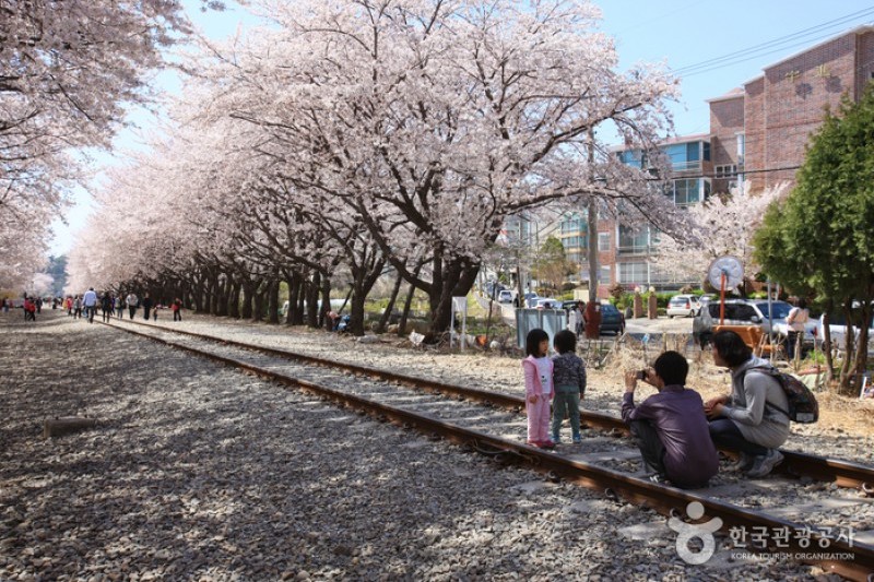 慶和駅桜道 (5/19)