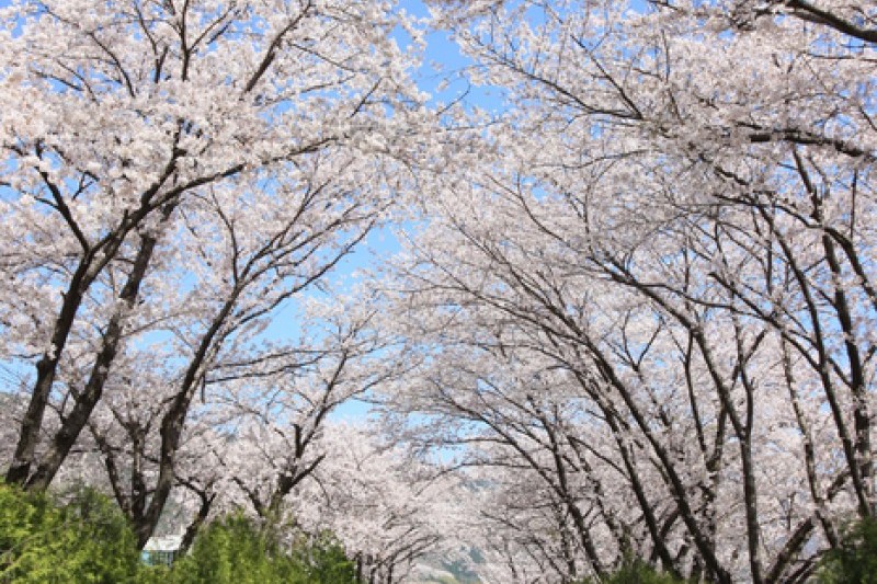 慶和駅桜道 (6/19)