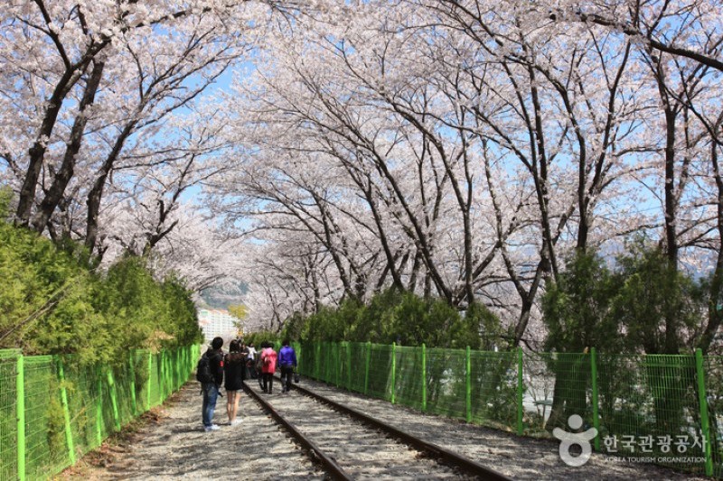 慶和駅桜道 (7/19)