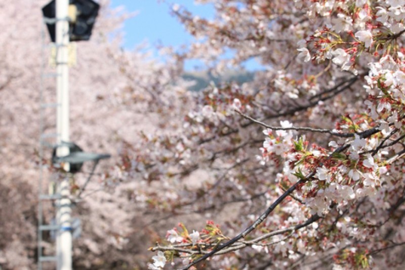 慶和駅桜道 (10/19)
