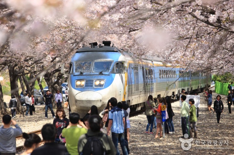 慶和駅桜道 (11/19)