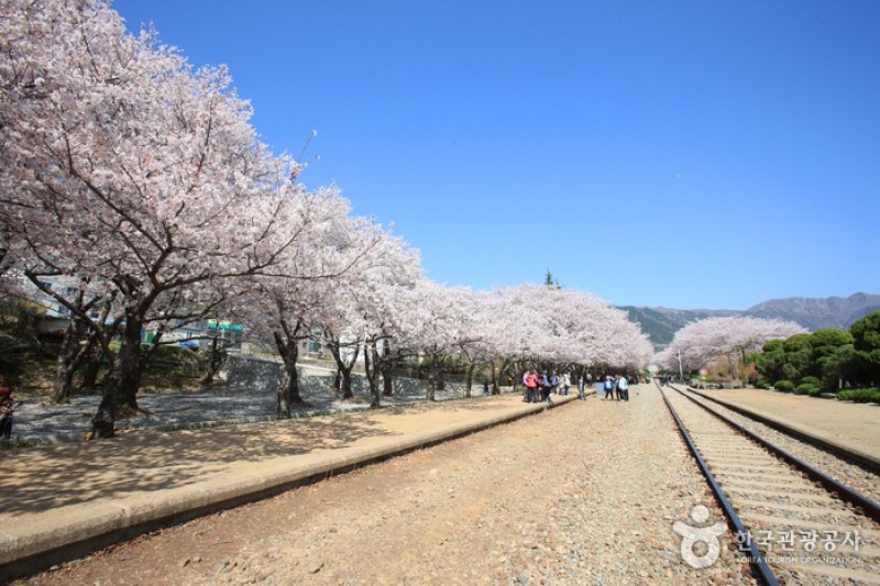 慶和駅桜道 (13/19)