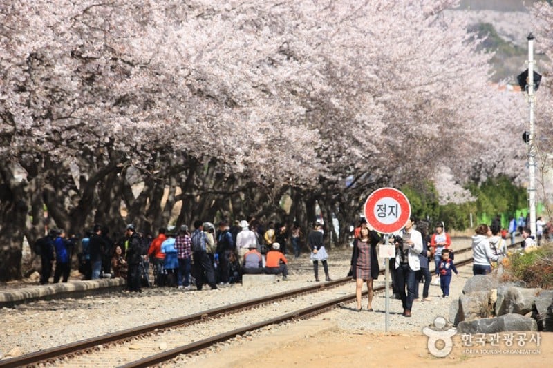 慶和駅桜道 (15/19)