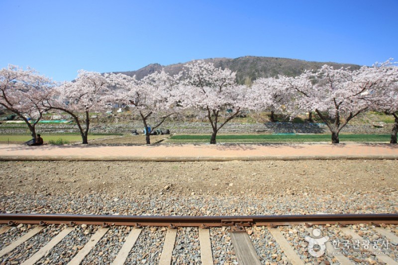 慶和駅桜道 (16/19)