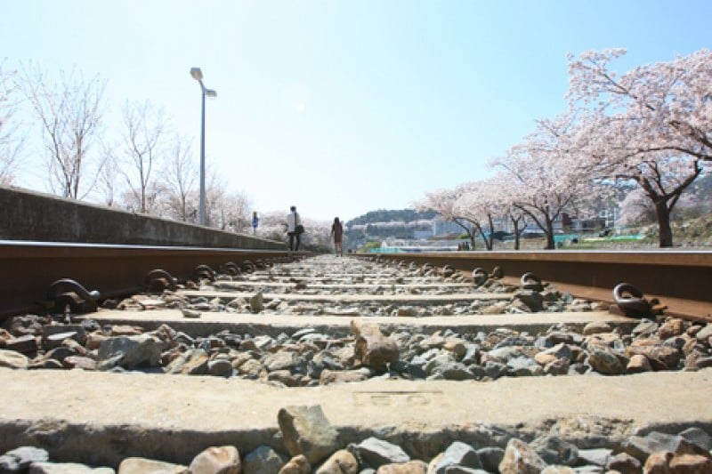 慶和駅桜道 (17/19)