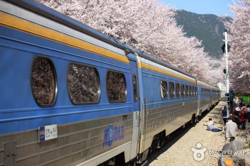慶和駅桜道 (18/19)